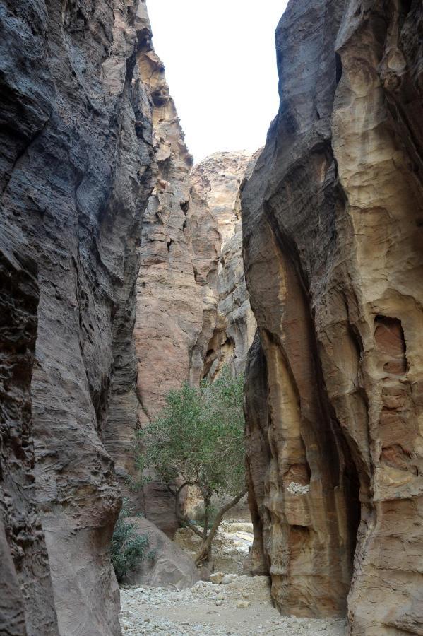 Отель The Rock Camp Petra Вади Муса Экстерьер фото